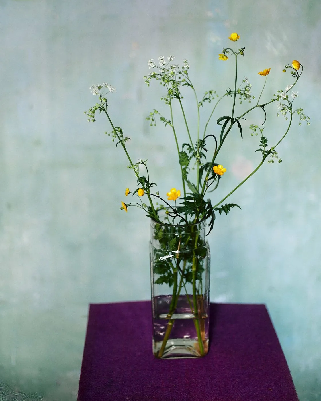 Buttercups and cow parsley