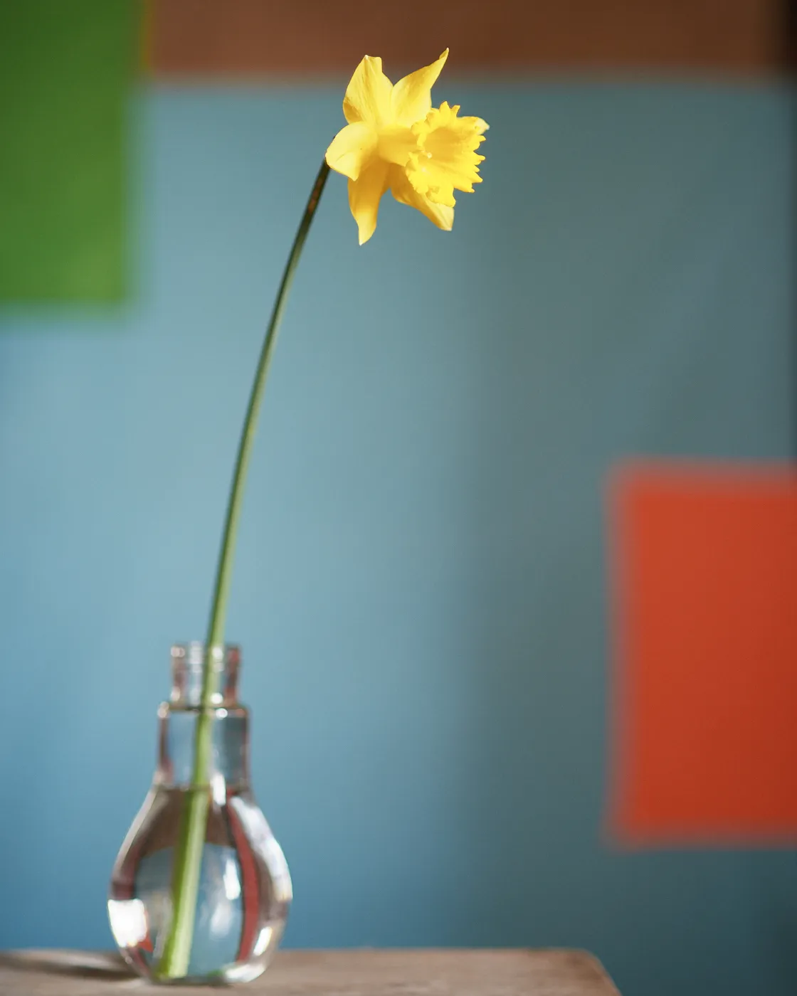 Daffodil 02