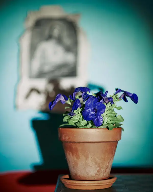 All The Flowers Are For You