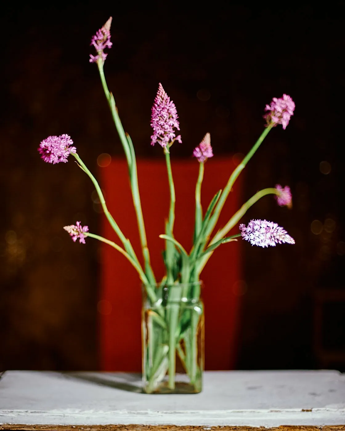 Pyramidal orchid 02