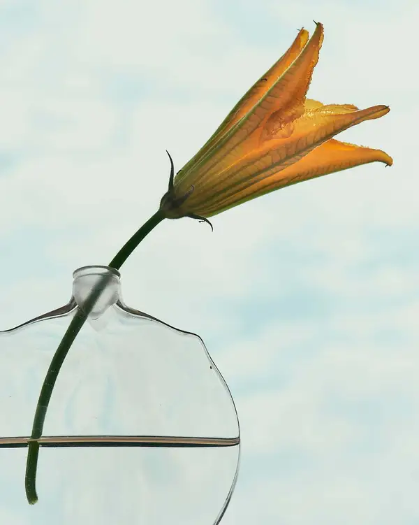 All The Flowers Are For You