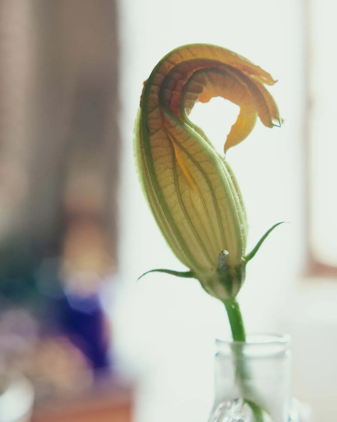 courgette flower 04