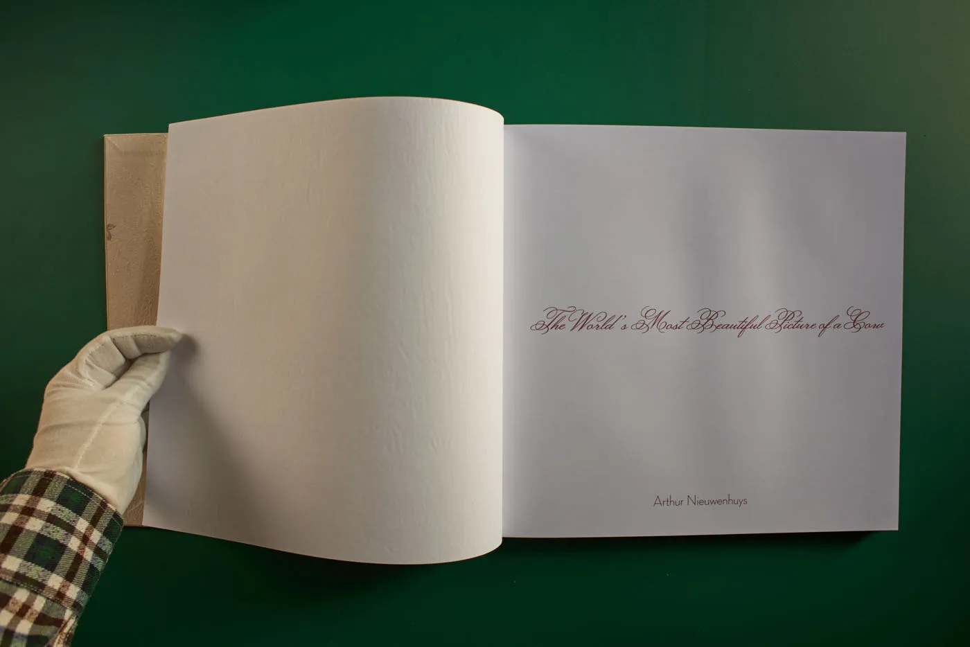 The World's Most Beautiful Picture of a Cow 4