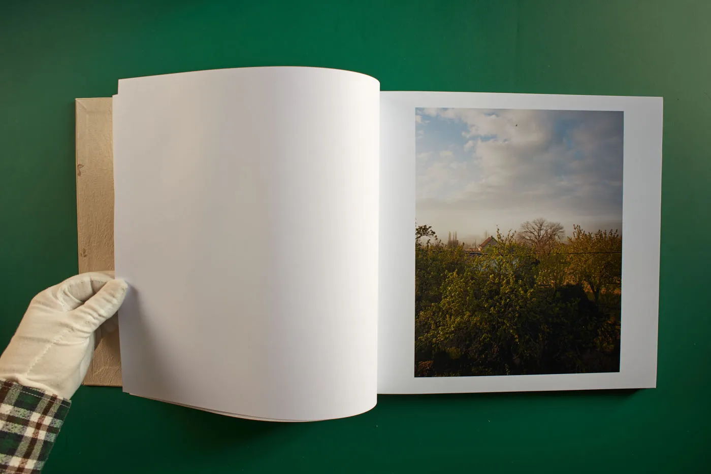 The World's Most Beautiful Picture of a Cow 5