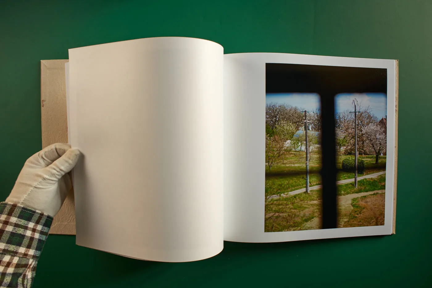 The World's Most Beautiful Picture of a Cow 16