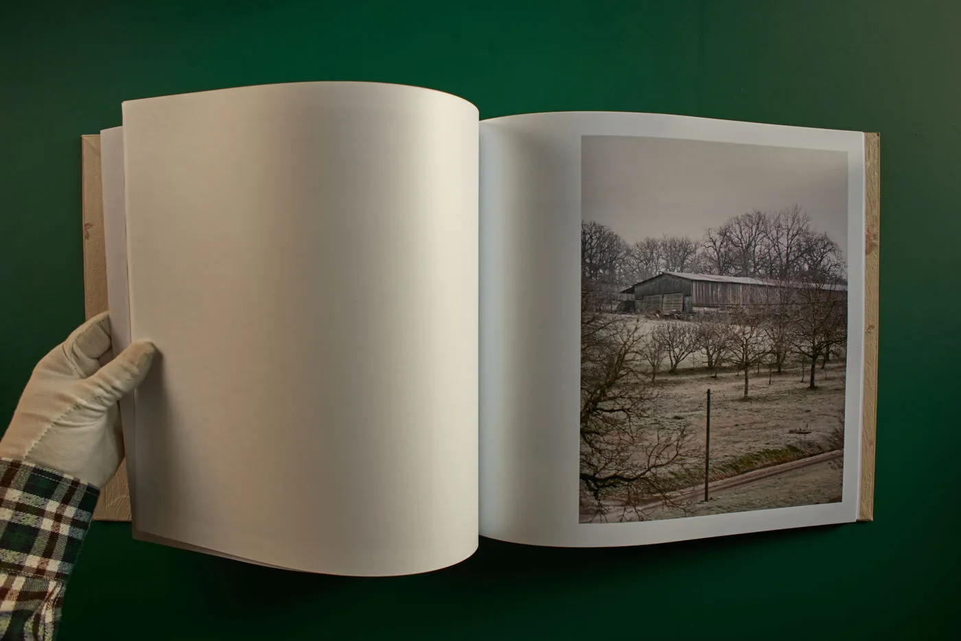 The World's Most Beautiful Picture of a Cow 17