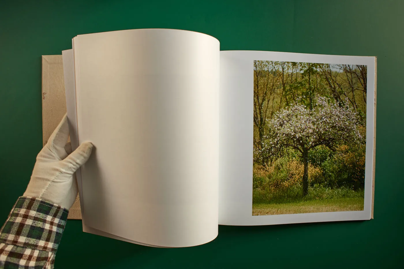 The World's Most Beautiful Picture of a Cow 19