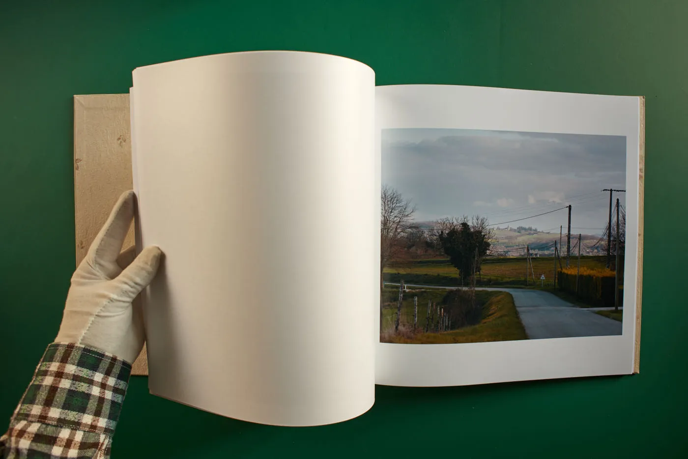 The World's Most Beautiful Picture of a Cow 20