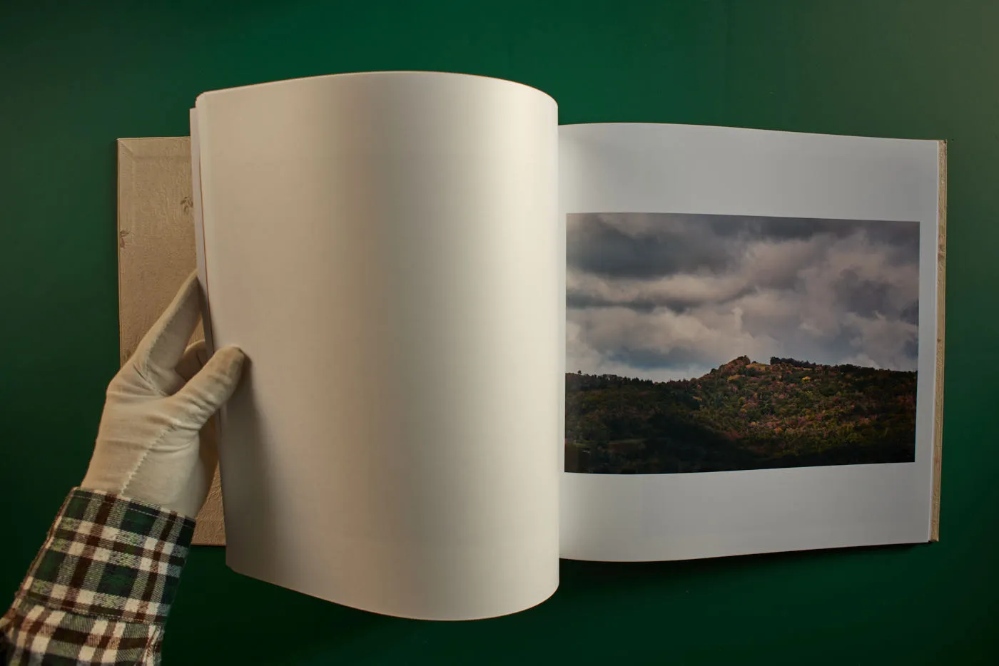 The World's Most Beautiful Picture of a Cow 21