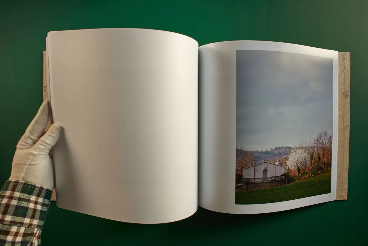 The World's Most Beautiful Picture of a Cow 22