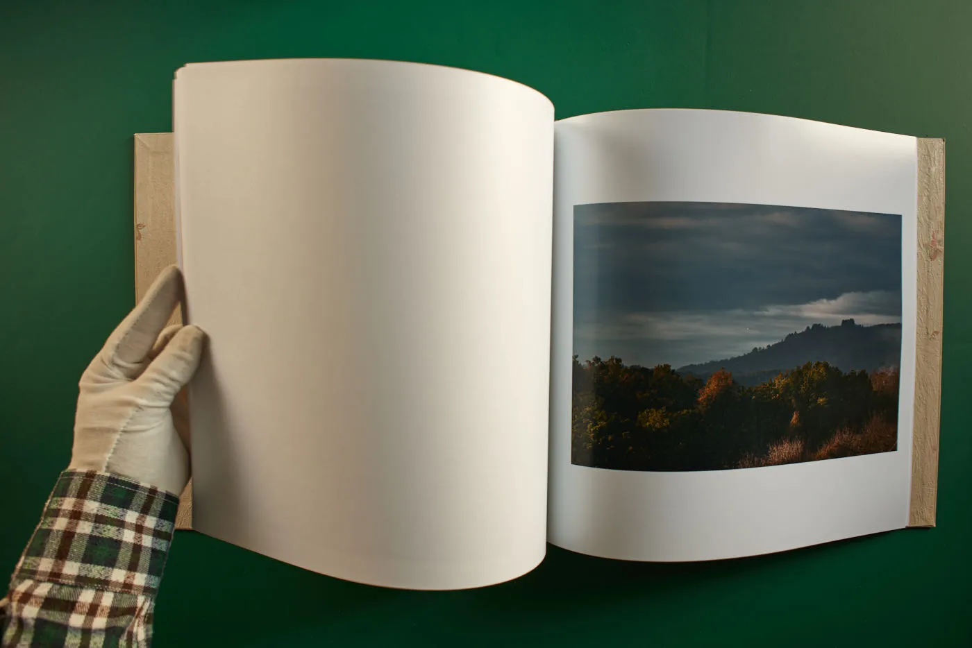 The World's Most Beautiful Picture of a Cow 23