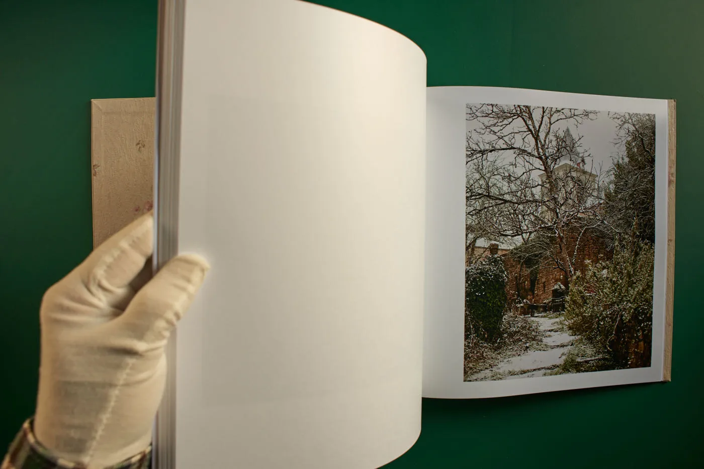 The World's Most Beautiful Picture of a Cow 26