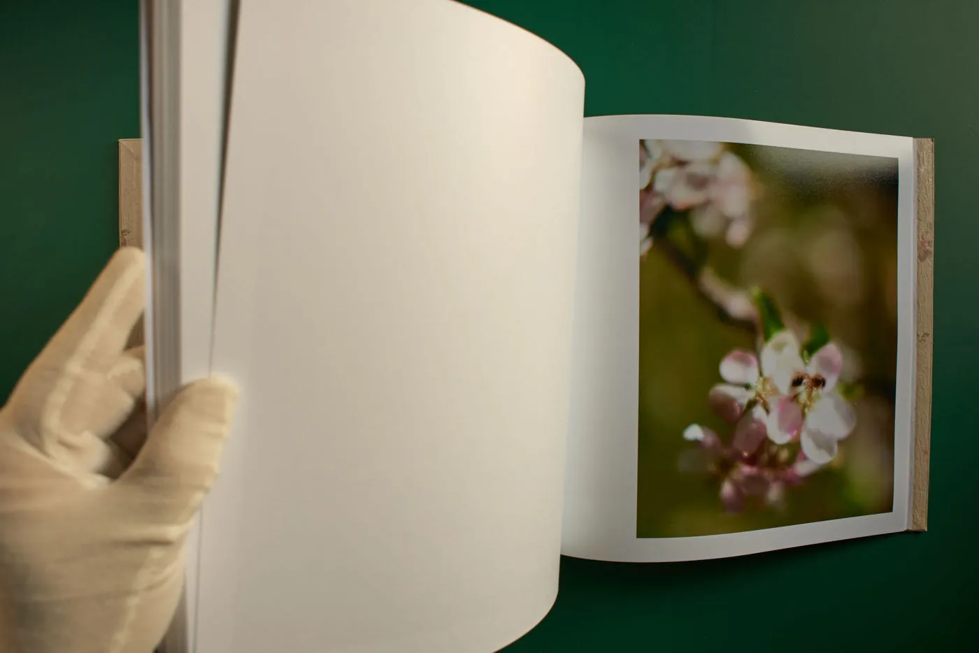 The World's Most Beautiful Picture of a Cow 27