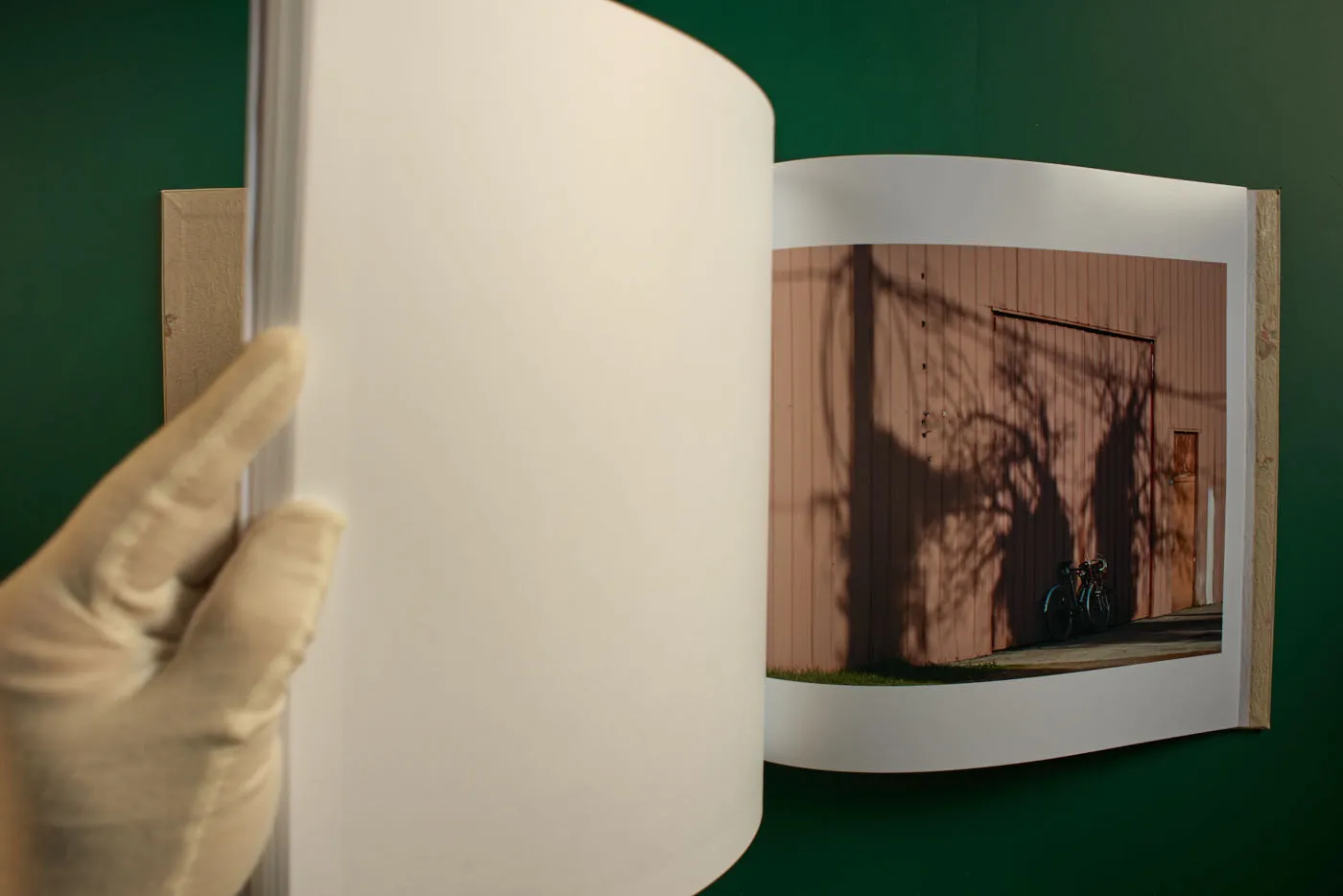 The World's Most Beautiful Picture of a Cow 28