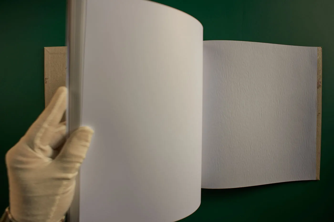 The World's Most Beautiful Picture of a Cow 30